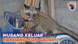 MUSANG KELUAR KANDANG KOK JADI GALAK ? #SAWAN