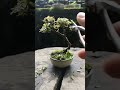 【Bonsai diary】 #shorts フジツツジの剪定(バリカン刈り)