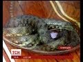 На Тернопільщині змія заснула на столі бухгалтера