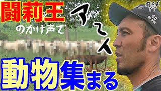 【規格外】闘莉王も恐怖する暴れ〇〇50頭の衝撃ダッシュ　牧場での豪快塩やりで「コイツら無理。追っかけてくる」