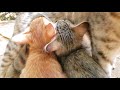 Mother cat feeding hungry cute kittens nursing mama