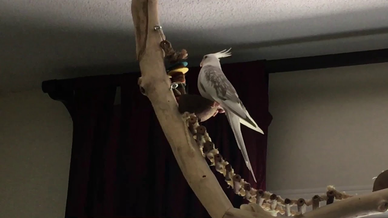 Cockatiel playing on her ceiling perch - YouTube