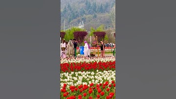 Exploring the World-Famous Tulip Garden of Srinagar 🌷 #tulips #kashmir #flowers #shorts