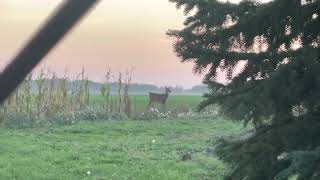 DUSTIN BYFUGLIENS (cousin) First Archery buck