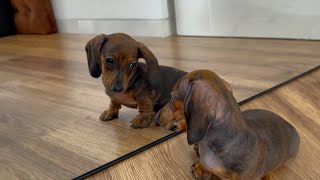 Are You My Twin?