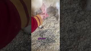 Süt Sağmayı Beceremedim, Yavrular Biliyor