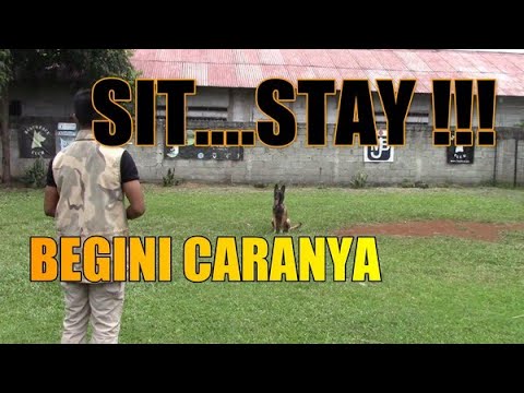 Video: Cara Mengajari Anjing Gembala Jerman Anda Duduk