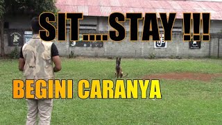 Cara Melatih Kepatuhan Dasar Anjing (The Sit - Stay)