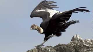 EL CONDOR DE PUNTA LUNA