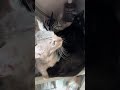 I Think I Need More Tape On The Door Catlovers Cat Kitty Kitten Cakesbylily I Think I Need More Tape On The Door Catlovers Cat Kitty Kitten Cakesbylily