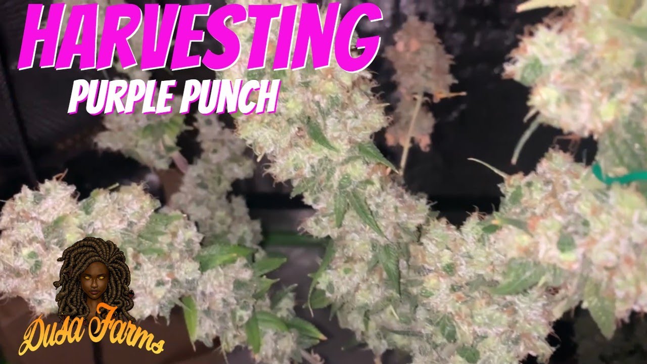 Harvesting Purple Punch