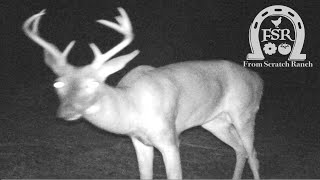 Trail Cam Footage @FromScratchRanch
