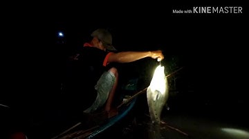 #nguyentuan vlog# nong nhan# ra sông cấm câu thác lác cườm (nàng 2)