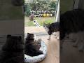 We had an uninvited guest. Sunny looks scared and Snow is not impressed😅 #cat #prettycat #catvideos