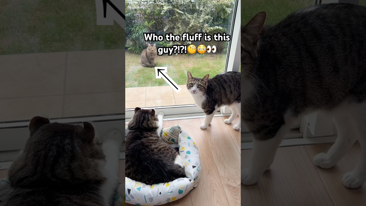 We had an uninvited guest. Sunny looks scared and Snow is not impressed😅 #cat #prettycat #catvideos