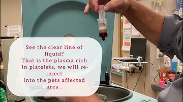PRP: Platelet Rich Plasma for Pets!