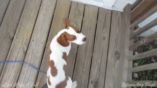 Beaglier Pup Wants To Go Inside by Love Wags A Tail 455 views 9 months ago 32 seconds