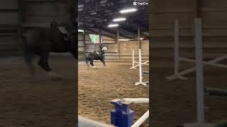 @Forte_eq #viral #horse #equestrianjourney #equestrian #fail #fall