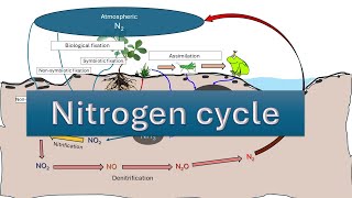 Nitrogen Cycle | Nitrogen fixation | NITRIFICATION | AMMONIFICATION| DENITRIFICATION | ASSIMILATION