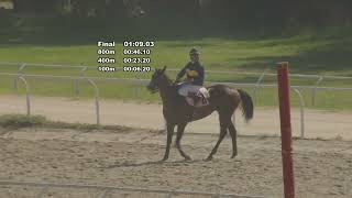 Vidéo de la course PMU PRIX CALENDARIO