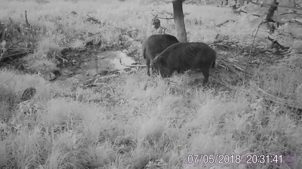 MMS Fotopasca Welltar 7330 MM 52° - video za šera