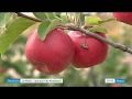 Rund um  la pomme natti une alsacienne  croquer