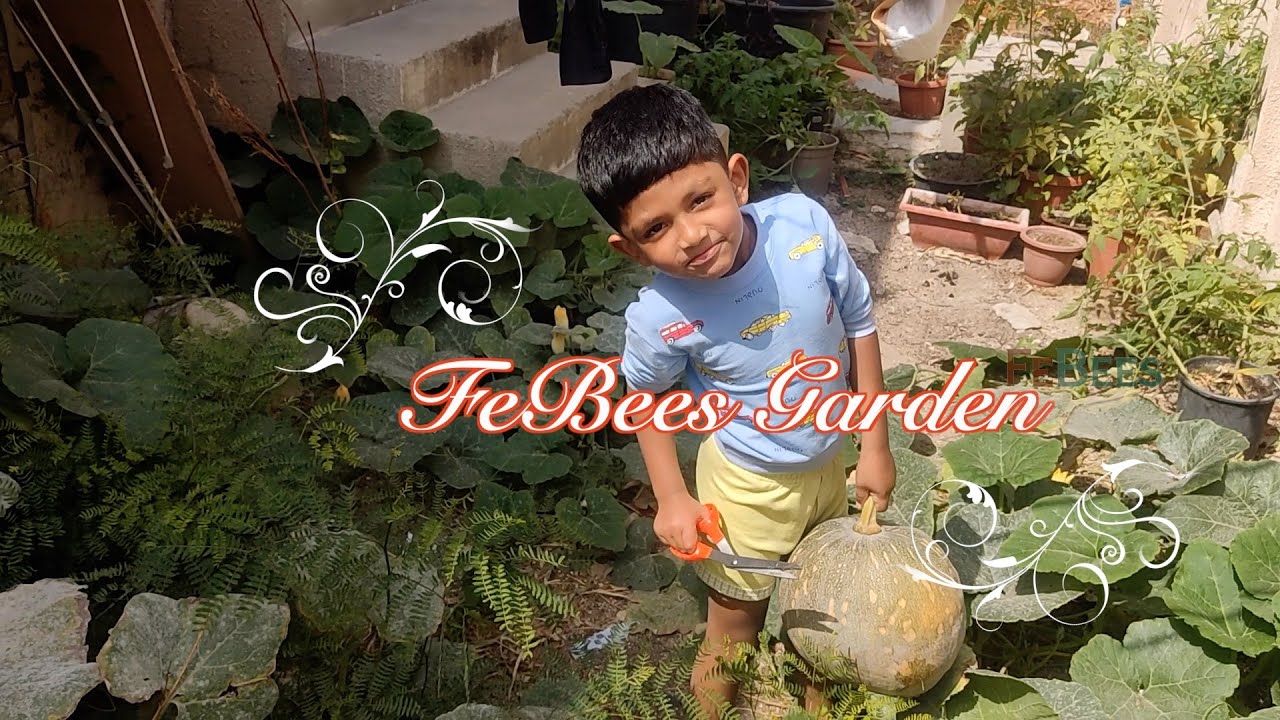 Febees Programme FeBees Garden | Harvesting Pumpkin - YouTube