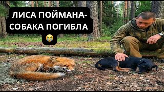 Охота С Ягдтерьеромлиса В Сеткесобака Погиблаfox Hunt With Jagdterrier