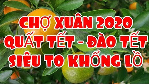 QUẤT TẾT ĐÀO TẾT SIÊU TO KHỔNG LỒ XUÂN CANH TÝ 2020
