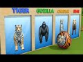 Tiger and king kong and bear cartoon for kids zainab ka tiranga