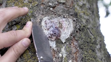 PROTECT YOUR TREES AGAINST BARK BEETLE | Bestway Inc.