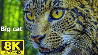 Incredible Wild Animals Discovery in 4K HDR | 60FPS Ultra HD Wildlife Video