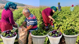 Köy Hayati Yeni̇ Salatalik Patlican Hasadi Çölde Lezzetli̇ Öğlen Yemeği̇ Vlog