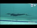 Alessia zecchini italy 25000 mt gold medal dynm w wr wc2016   apnea freedive world record