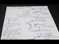 Prokaryotic replication (Elongation)