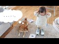1歳娘なりに考えた柴犬兄さんとのコミュニケーション方法