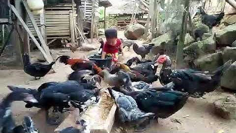 Me nyuam hmoob Pub qaib