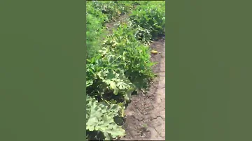 СОБИРАЮ КАБАЧКИ И АРБУЗЫ ДЛЯ ОВЕЦ