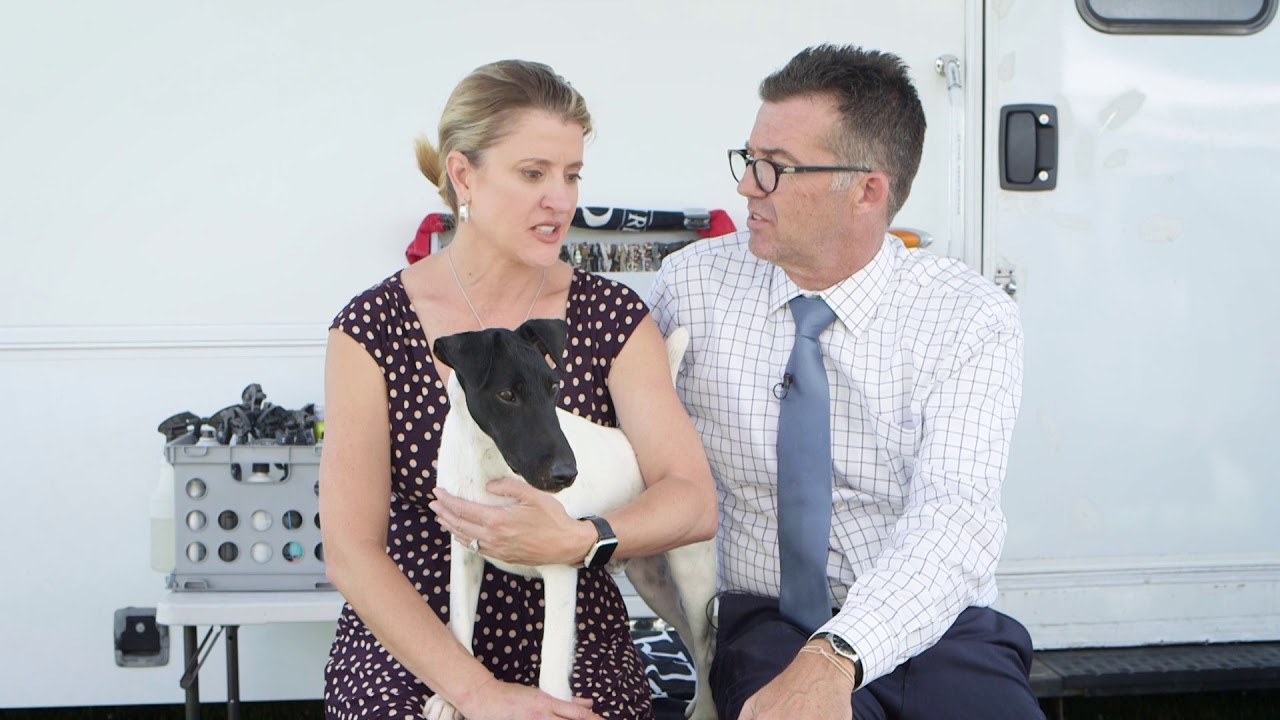 Road to Westminster (RTW) Professional Handlers Amy and Phil Booth