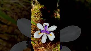 WALKING IRIS PLANT