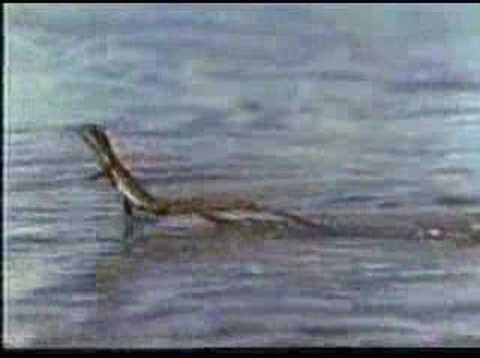 Lizard 蜥蜴 Youtube