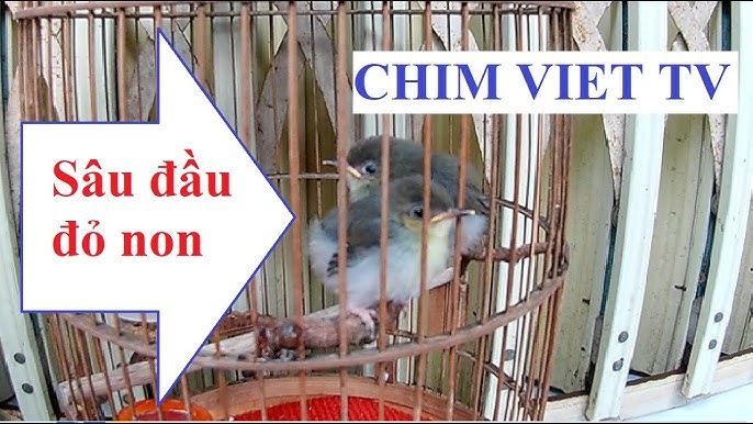 Tản mạn chim đẹp ở Việt Nam