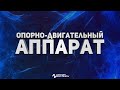 Боль в опорно-двигательном аппарате