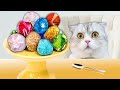 $1 VS $10,000,000 Cat food