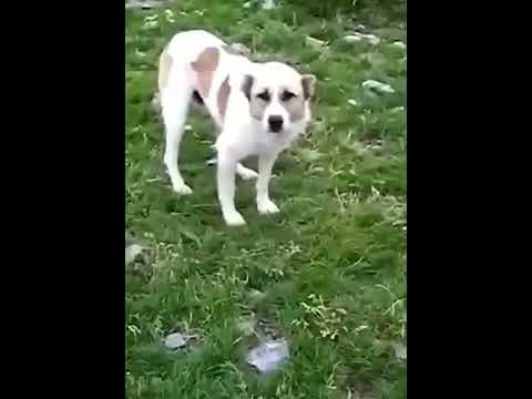 Как отреагирует жена, если муж захочет вторую жену 😀 #shorts