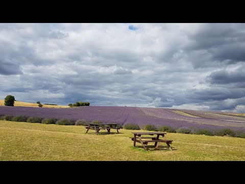 லாவெண்டர் தோட்டம் சுற்றிப் பார்க்கலாம் || Hitchin & Norfolk Lavender attractions to visit in UK