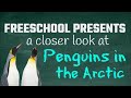 Why Aren&#39;t There Penguins in the Arctic? FreeSchool Presents a Closer Look at Arctic Penguins