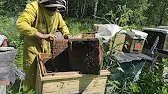 Белорусское Пчеловодство Bee&Ivtodi