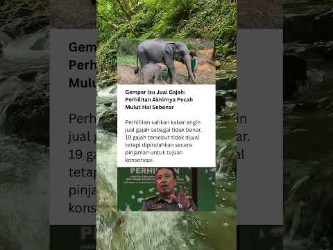 Isu jual 19 gajah hanya dakwaan palsu. #news #berita #Perhilitan #Gajah #Konservasi