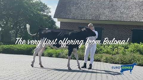 Lot 8. Heerenbrink Bulona 2